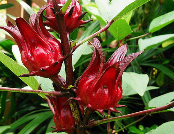 You can place an order through our website by selecting your desired products, adding them to the cart, and checking out. Our Biona Organic Granola with Wild Berries is just the thing to get you out of bed. The goodness of rolled wholegrain oats are combined with a variety of tangy organic berries, and baked into crispy clusters that are as nutritious.