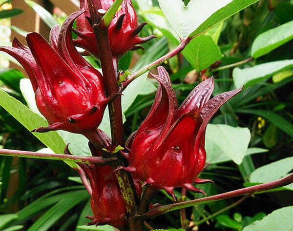 Notre hibiscus se distingue par ses fleurs rouges et blanches, sélectionnées pour leur qualité supérieure et leur richesse en arômes naturels.