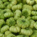 Footer Primary Without Banner