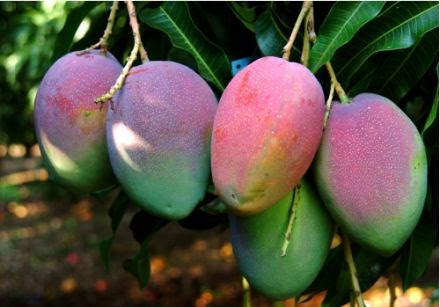 Nos mangues sont soigneusement sélectionnées pour leur chair juteuse, sucrée et parfumée