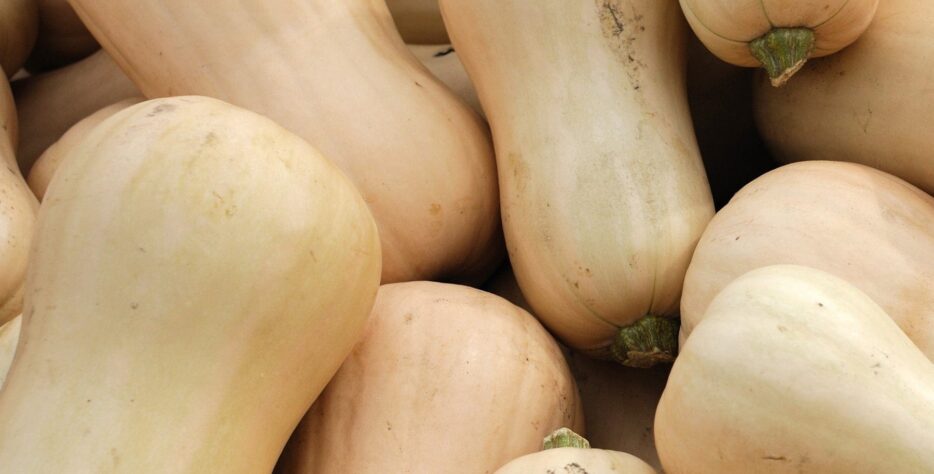 Découvrez notre courge Butternut du Sénégal, naturellement douce et nutritive, idéale pour une consommation saine et savoureuse. Sa texture ferme et son goût délicat en font un produit de choix pour le marché local et l’exportation.