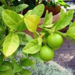 Footer Primary Without Banner