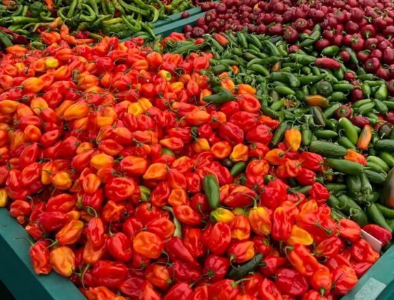 Nos piments du Sénégal se distinguent par leur piquant naturel, leur fraîcheur et leur couleur rouge éclatante.