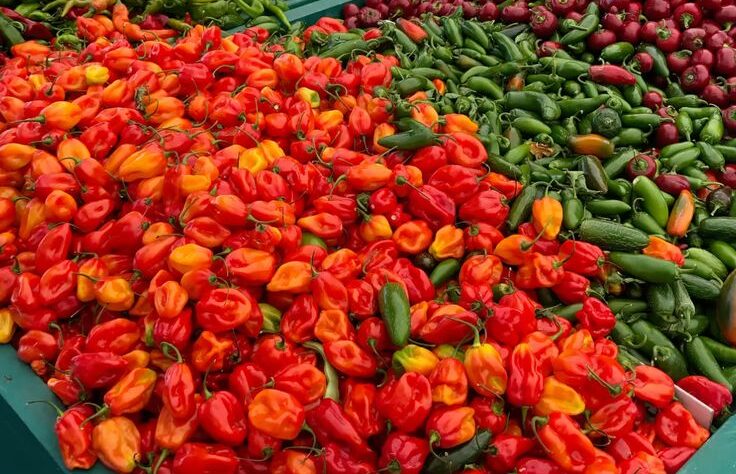 Nos piments du Sénégal se distinguent par leur piquant naturel, leur fraîcheur et leur couleur rouge éclatante.
