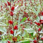 Footer Primary Without Banner