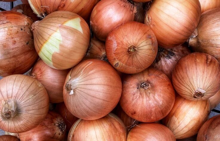 Nos oignons sont soigneusement sélectionnés pour leur peau lisse, leur fermeté et leur goût doux et naturel.