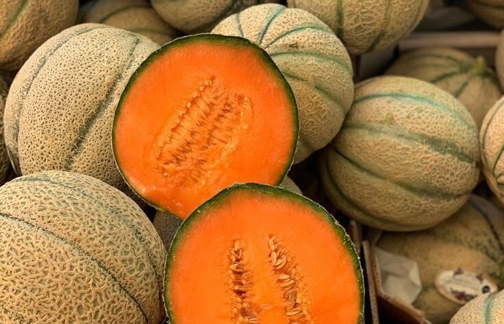 Nos melons se distinguent par leur chair sucrée, juteuse et parfumée, offrant une texture tendre et une saveur naturelle.