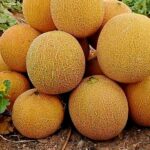 Footer Primary Without Banner