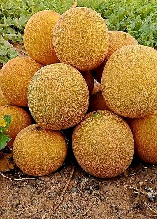 Nos melons se distinguent par leur chair sucrée, juteuse et parfumée, offrant une texture tendre et une saveur naturelle.