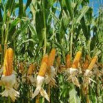 Footer Primary Without Banner