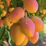 Footer Primary Without Banner