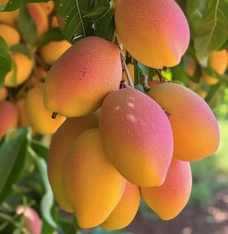 Nos mangues sont soigneusement sélectionnées pour leur chair juteuse, sucrée et parfumée